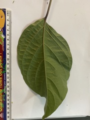 Clerodendrum longiflorum glabrum