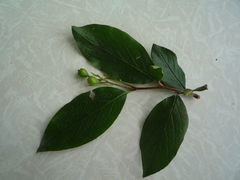 Cotoneaster lucidus