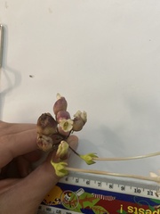 Clerodendrum longiflorum glabrum