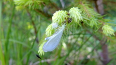Pseudomallada ventralis