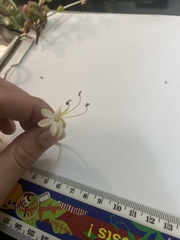 Clerodendrum longiflorum glabrum