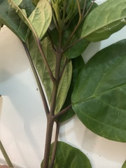 Clerodendrum longiflorum glabrum