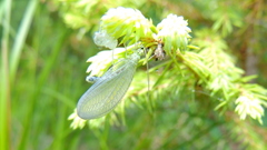 Pseudomallada ventralis