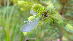 Pseudomallada ventralis