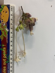 Clerodendrum longiflorum glabrum