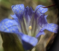 Gentiana affinis ovata