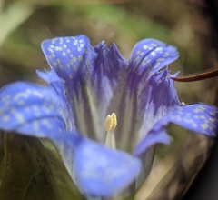 Gentiana affinis ovata