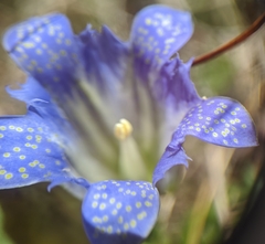 Gentiana affinis ovata