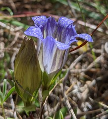 Gentiana affinis ovata