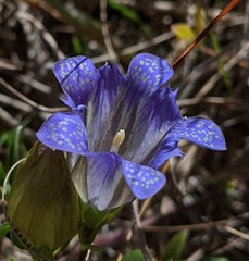 Gentiana affinis ovata