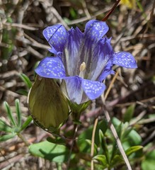 Gentiana affinis ovata