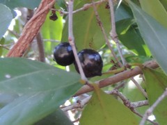 Elaeodendron melanocarpum