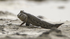 Periophthalmus waltoni