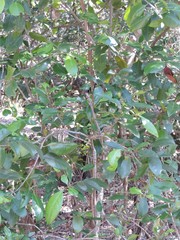 Elaeodendron melanocarpum