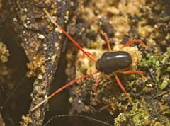 Eriorhynchidae