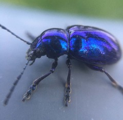 Chrysochus chinensis