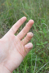 Agrostis hyemalis