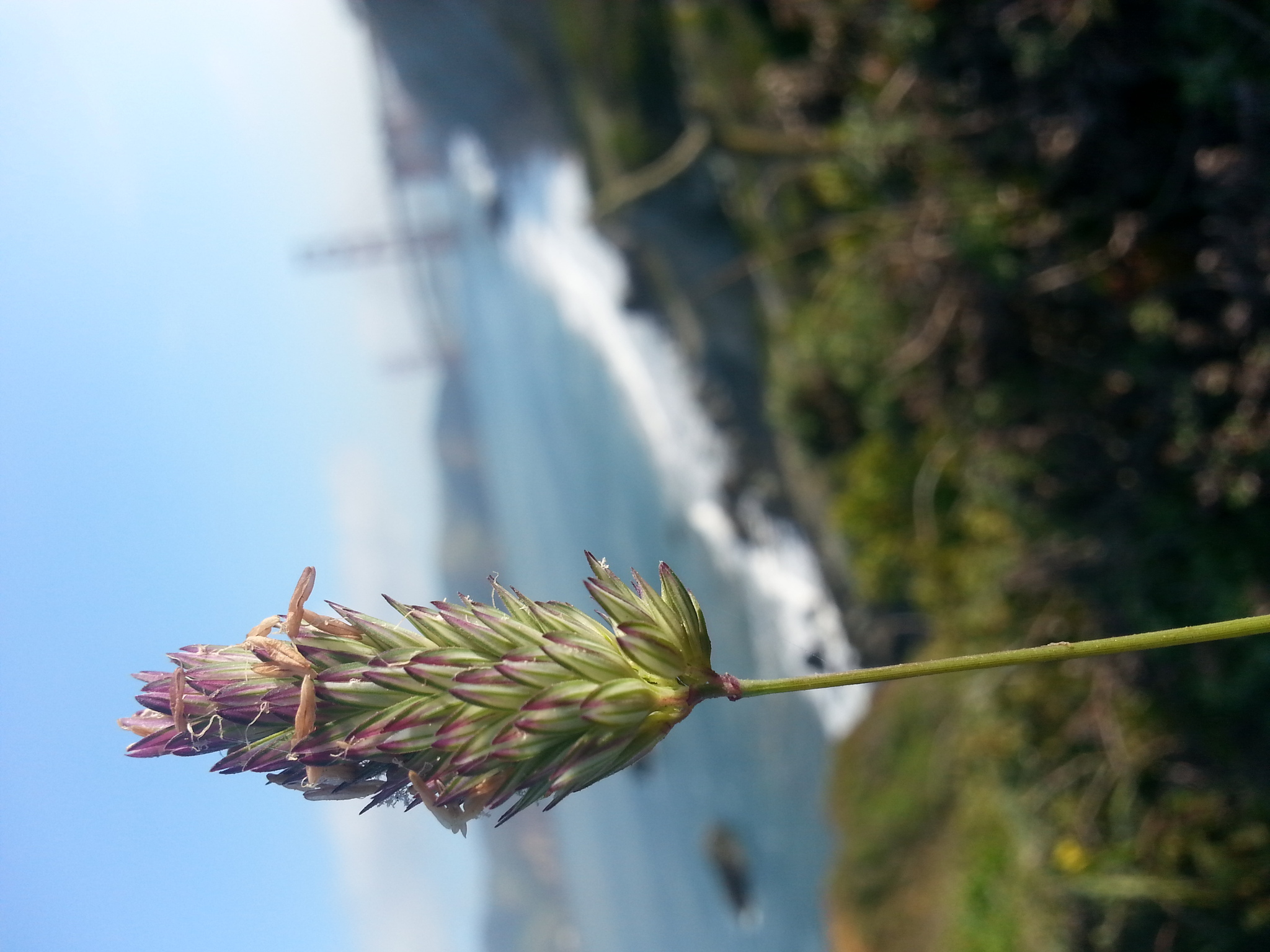 Phalaris californica