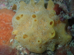 Polymastia boletiformis