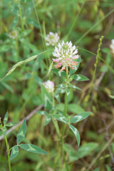 Trifolium vesiculosum