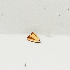 Xanthodes intersepta