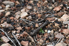 Hemiergis decresiensis