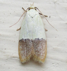 Odites natalensis