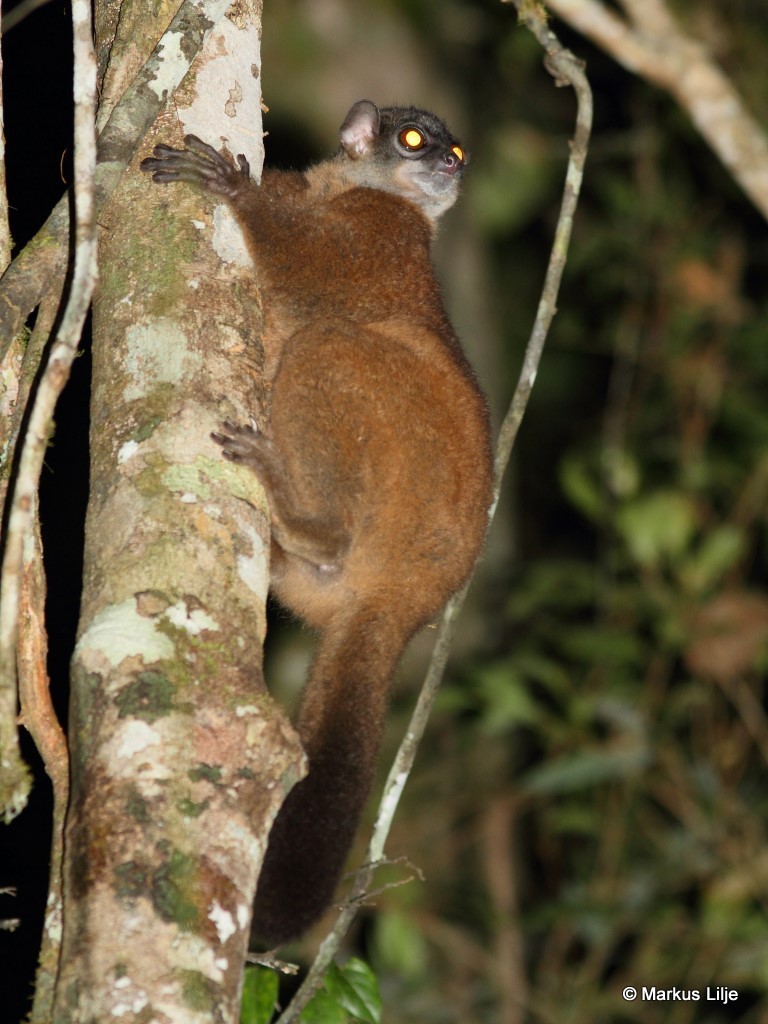 Weasel Sportive Lemur (Lepilemur mustelinus)