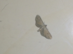 Eupithecia simpliciata