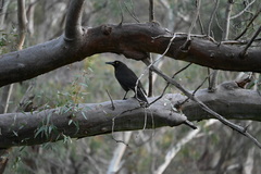 Strepera versicolor melanoptera