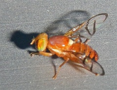 Paraterellia superba