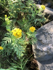 Tanacetum vulgare