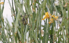 Eupholidoptera megastyla