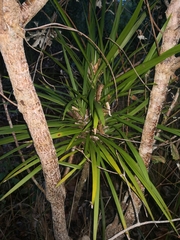 Cordyline stricta