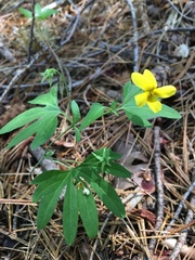 Viola lobata