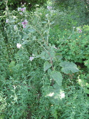 Arctium tomentosum
