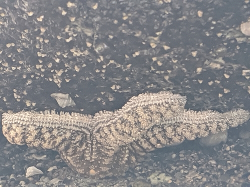 Mottled Star, Comox-Strathcona J, BC, Canada, photo 6 of 10