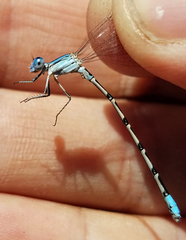 Argia alberta
