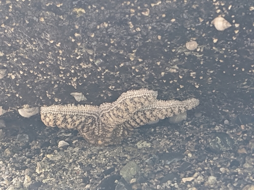 Mottled Star, photo 5 of 10