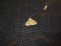 Phalaenophana pyramusalis