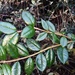 Luma apiculata - Photo (c) reinderw,  זכויות יוצרים חלקיות (CC BY-NC), uploaded by reinderw