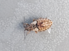 Nithecus jacobaeae