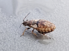 Nithecus jacobaeae