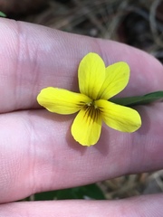 Viola lobata