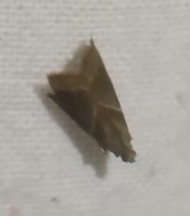 Nyctegretis triangulella