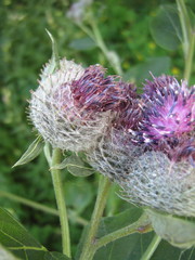 Arctium tomentosum