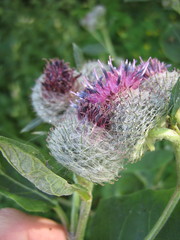 Arctium tomentosum