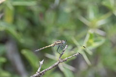 Trithemis furva