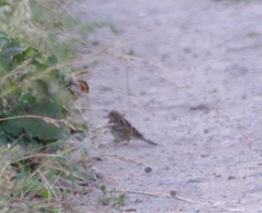 Emberiza citrinella