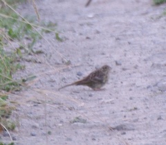 Emberiza citrinella
